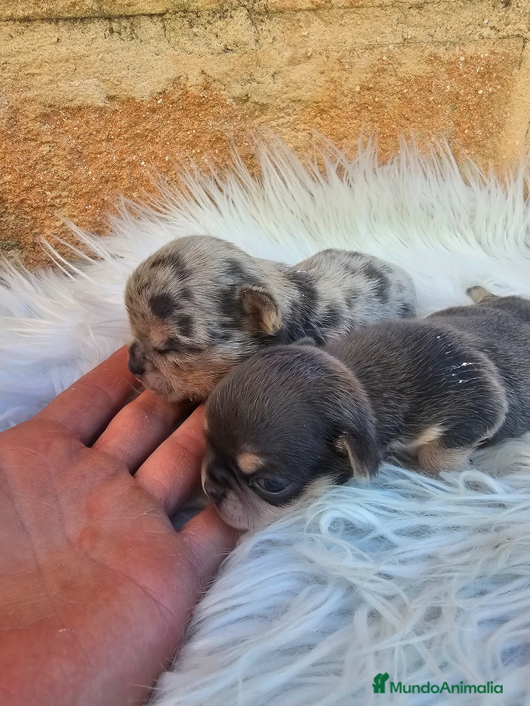 Chihuahua perros en venta: CHIHUAHUAS CABEZA DE MANZANA - Anuncio 2