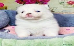 Pomsky perros en venta: Cachorro Pomsky (husky miniatura) - Imagen 5