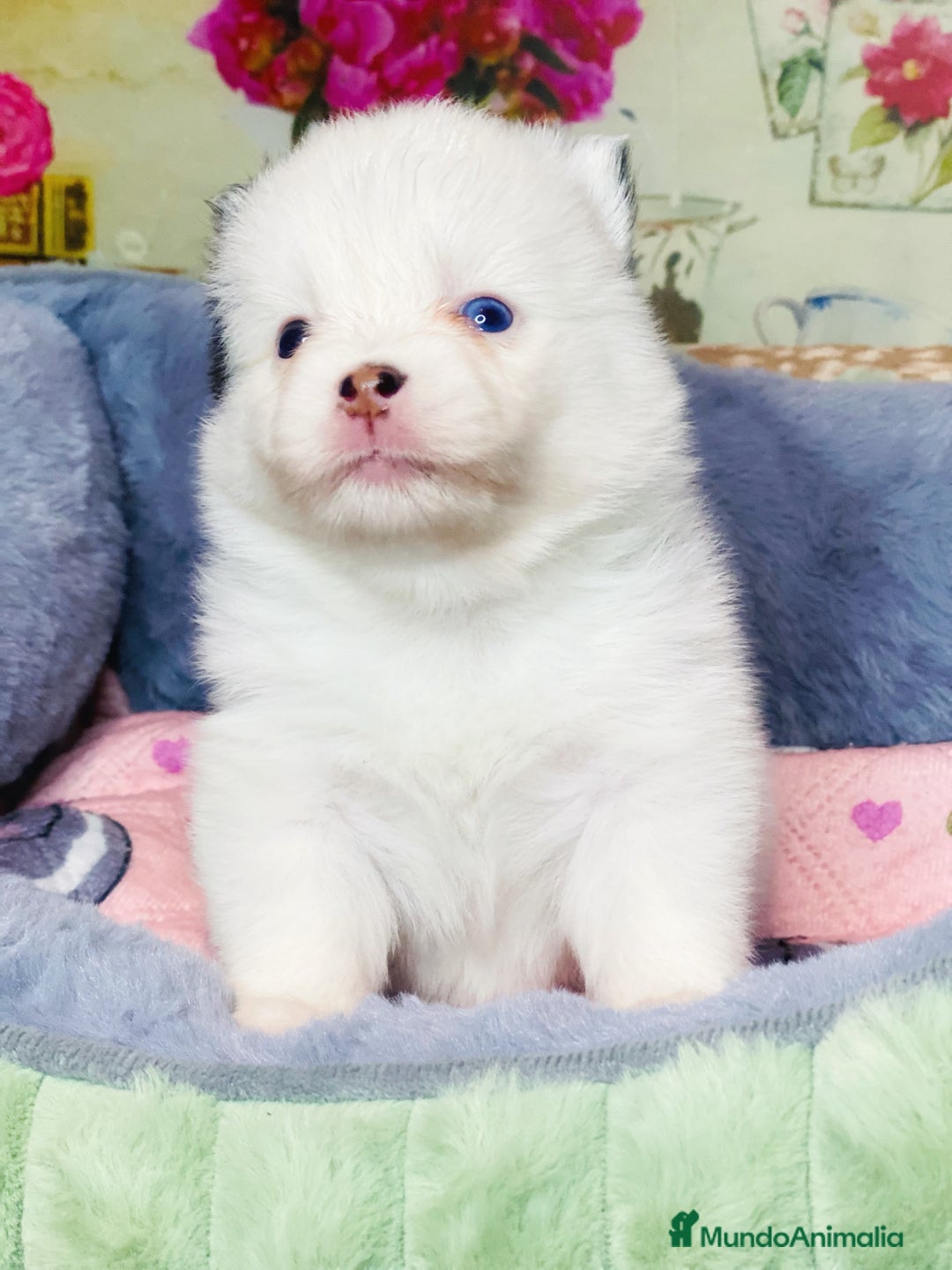 Pomsky perros en venta: Cachorro Pomsky (husky miniatura) - Imagen 5
