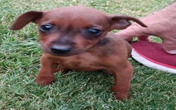 Pinscher Miniatura perros en venta: Pinscher Miniatura  - Imagen 11
