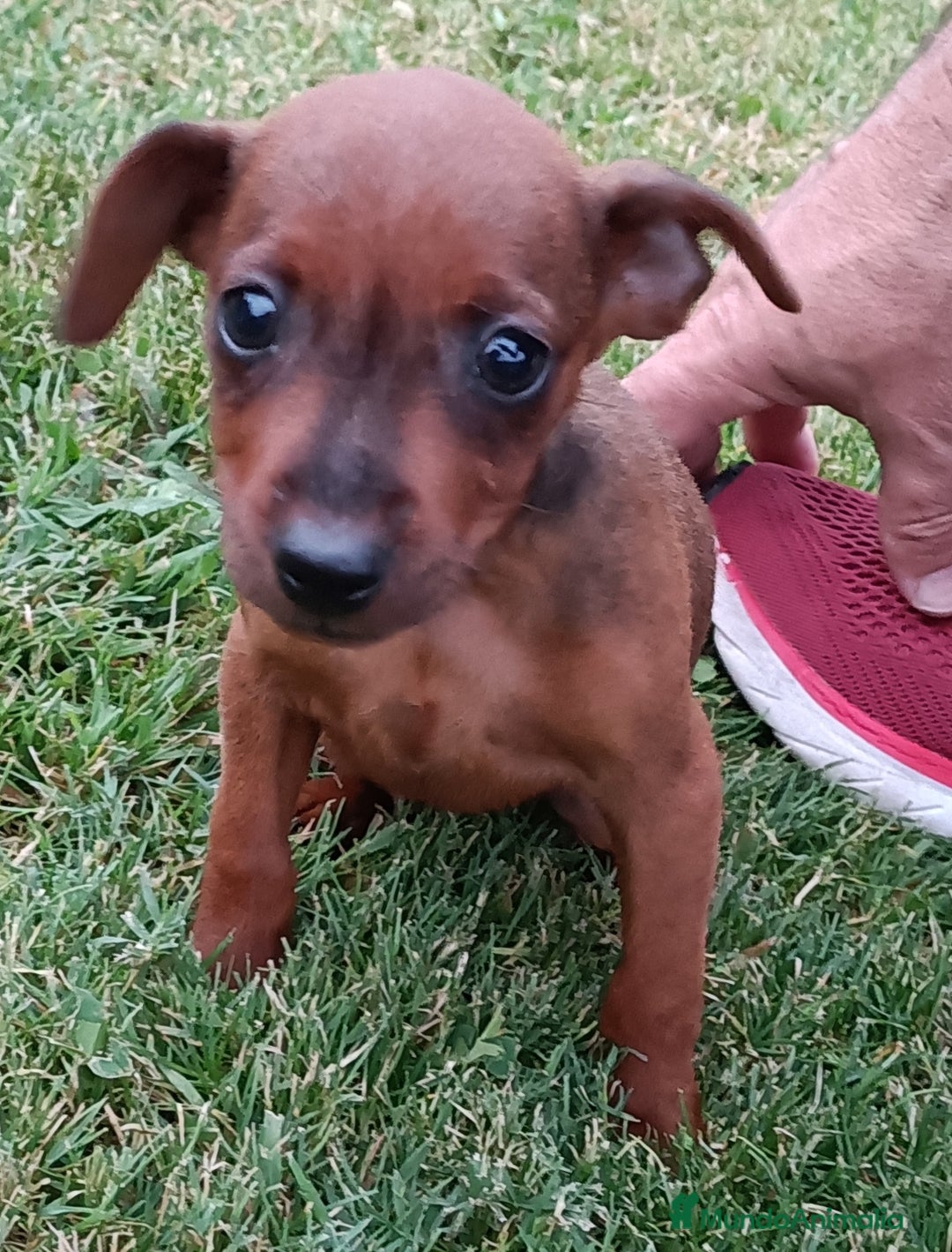 Pinscher Miniatura perros en venta: Pinscher Miniatura  - Imagen 11