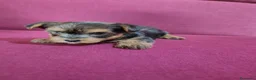 Yorkshire Terrier perros en venta: Precioso yorki macho - Anuncio 6