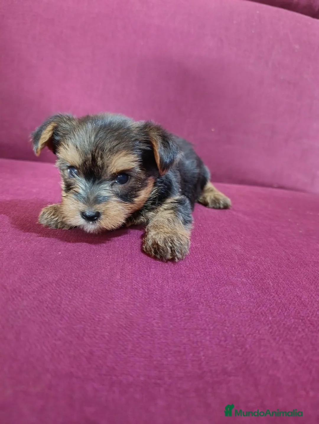 Yorkshire Terrier perros en venta: Precioso yorki macho - Anuncio 6