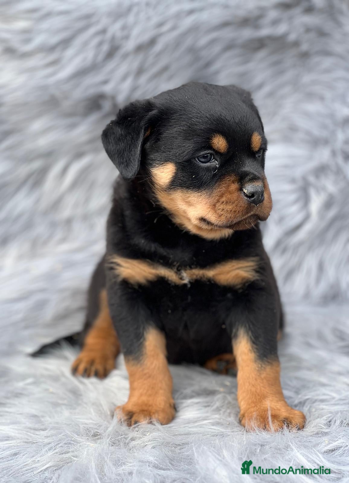 Rottweiler perros Rottweiler  - Anuncio 3
