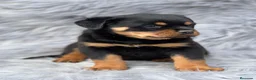 Rottweiler perros en venta: Rottweiler  - Anuncio 1