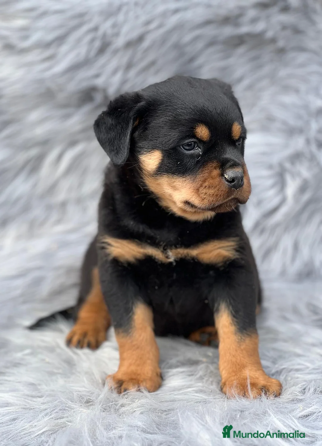 Rottweiler perros en venta: Rottweiler  - Anuncio 1