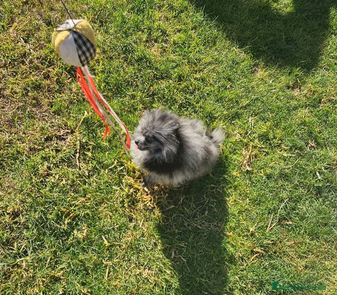 Pomerania perros en venta: PRECIOSA HEMBRITA MERLE  - Anuncio 3