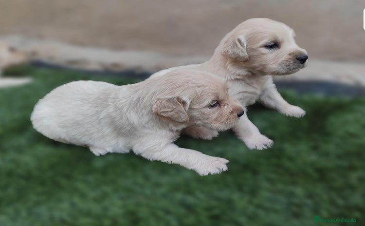Golden Retriever perros - Propaganda 1