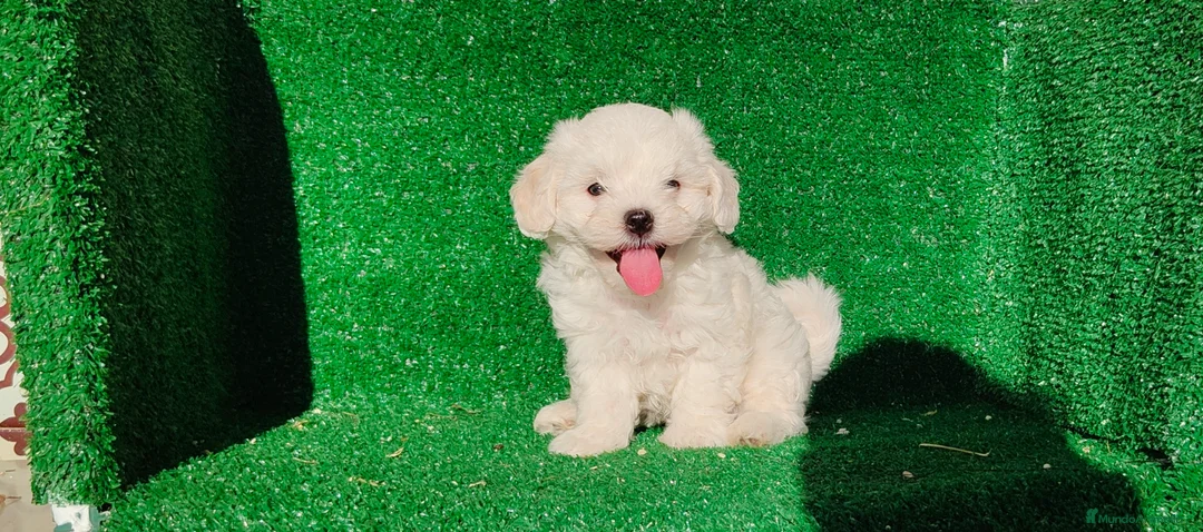 Bichón Maltés perros en venta: Bichón maltés  - Anuncio 2