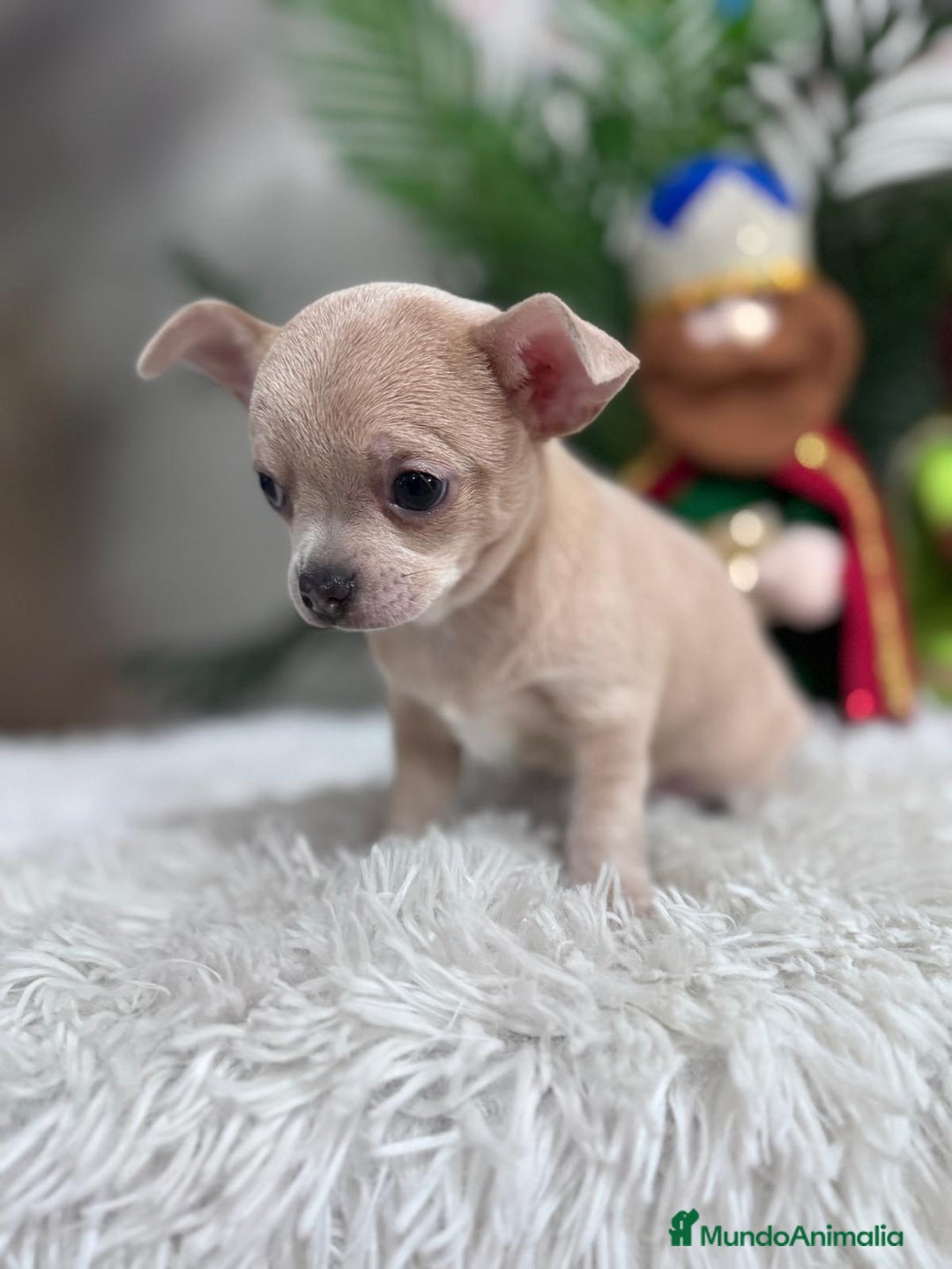 Chihuahua perros en venta: CHIHUAHUA HEMBRA - Anuncio 14