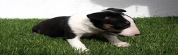Bull Terrier perros en venta: Bull Terrier  - Anuncio 26