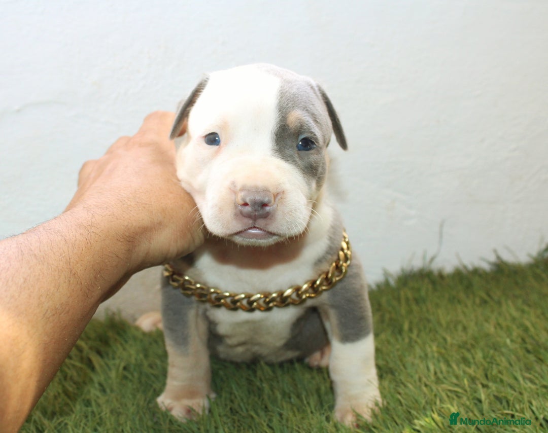 American Pit Bull Terrier perros en venta: American pitbull terrier ( pitbull diamante unico) - Imagen 5