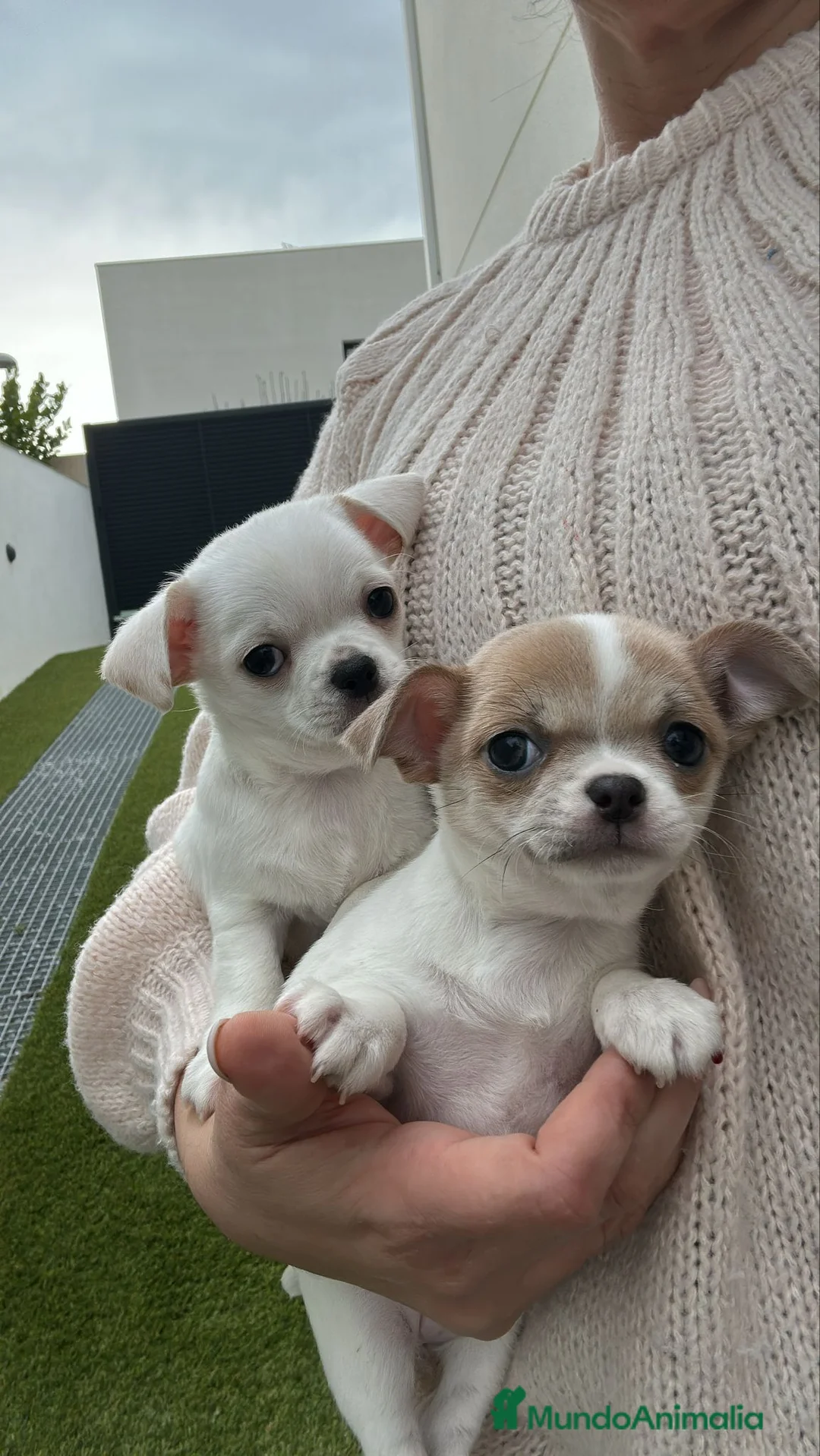 Chihuahua perros en venta: Chihuahua mini - Anuncio 2