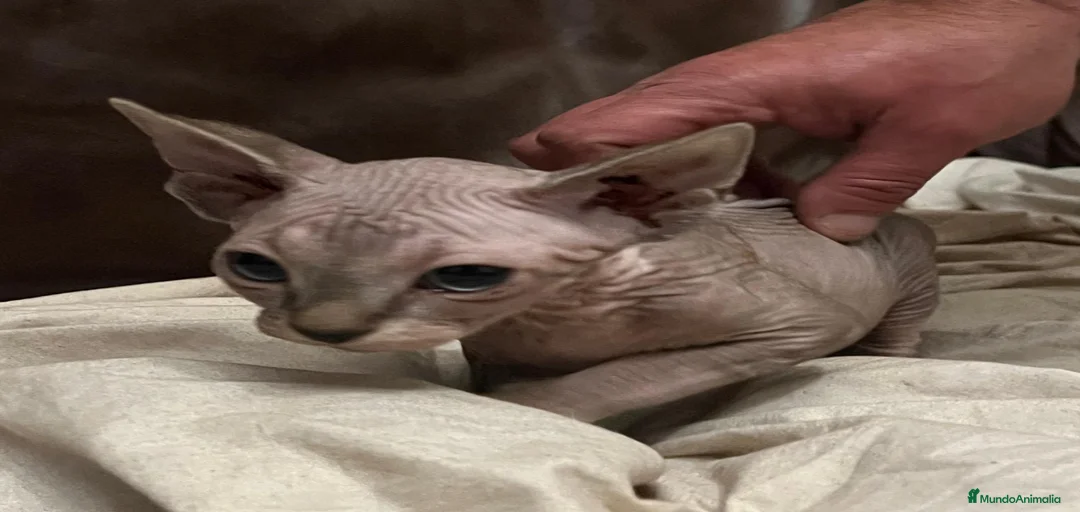 Imagen de galería {{count}}