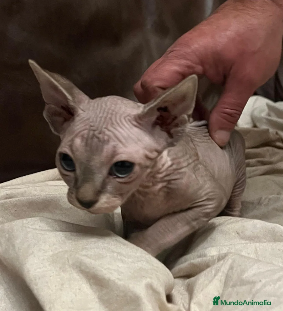 Imagen de galería {{count}}