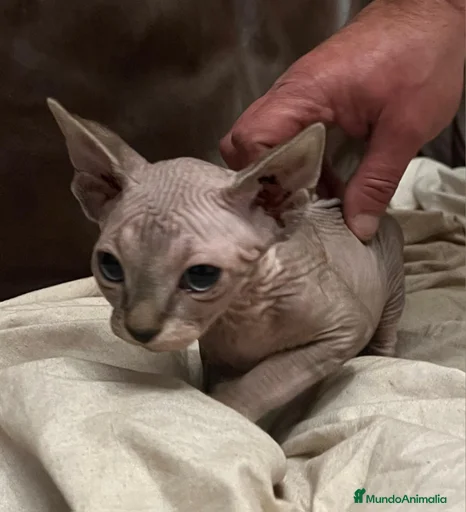 Imagen de galería {{count}}