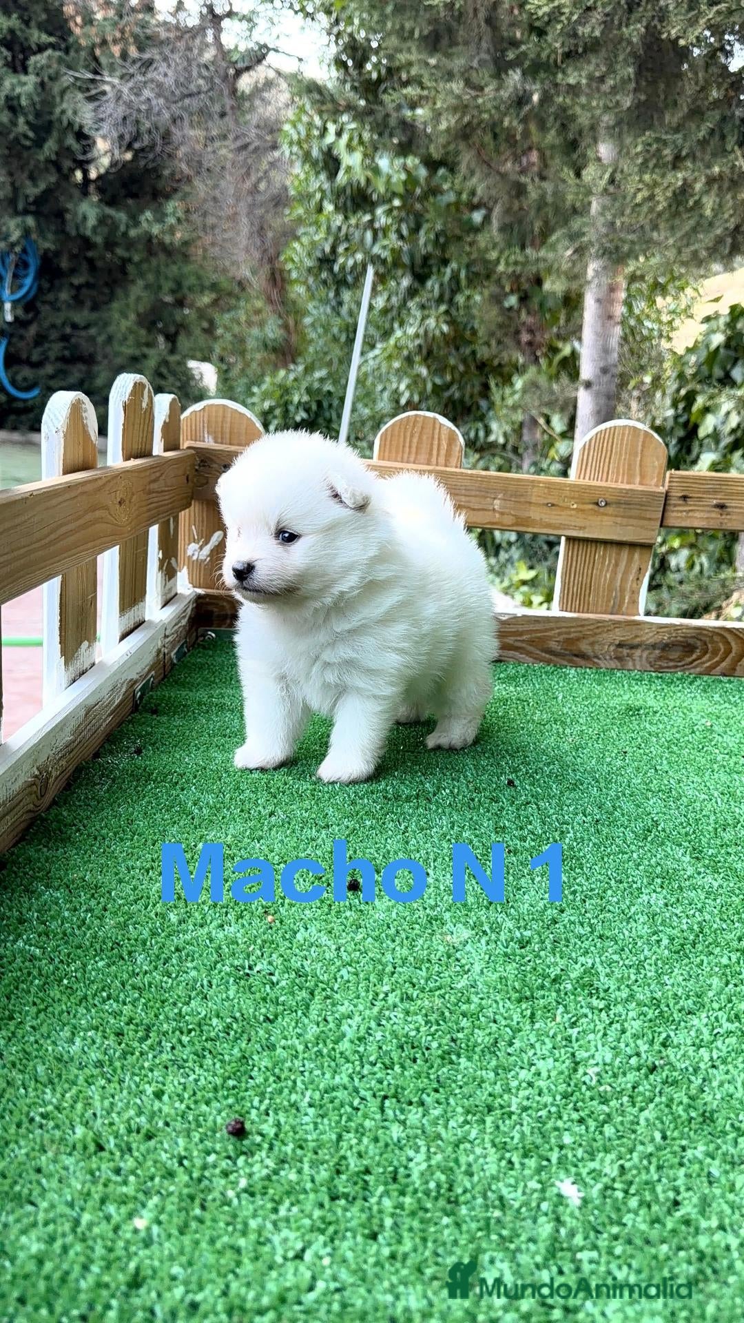 Pomerania perros Lulu de pomerania Toy Blancos Peludos preciosos - Anuncio 1