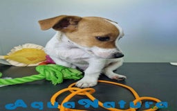 Jack Russell Terrier perros en venta: Jack Russel Macho JMU 7729 AQUANATURA - Imagen 3