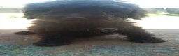 Perro de Agua Español perros en venta: Perros de agua chocolate 🐶🐾 en Córdoba - Anuncio 10