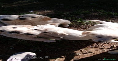 Golden Retriever perros - Anuncio 2