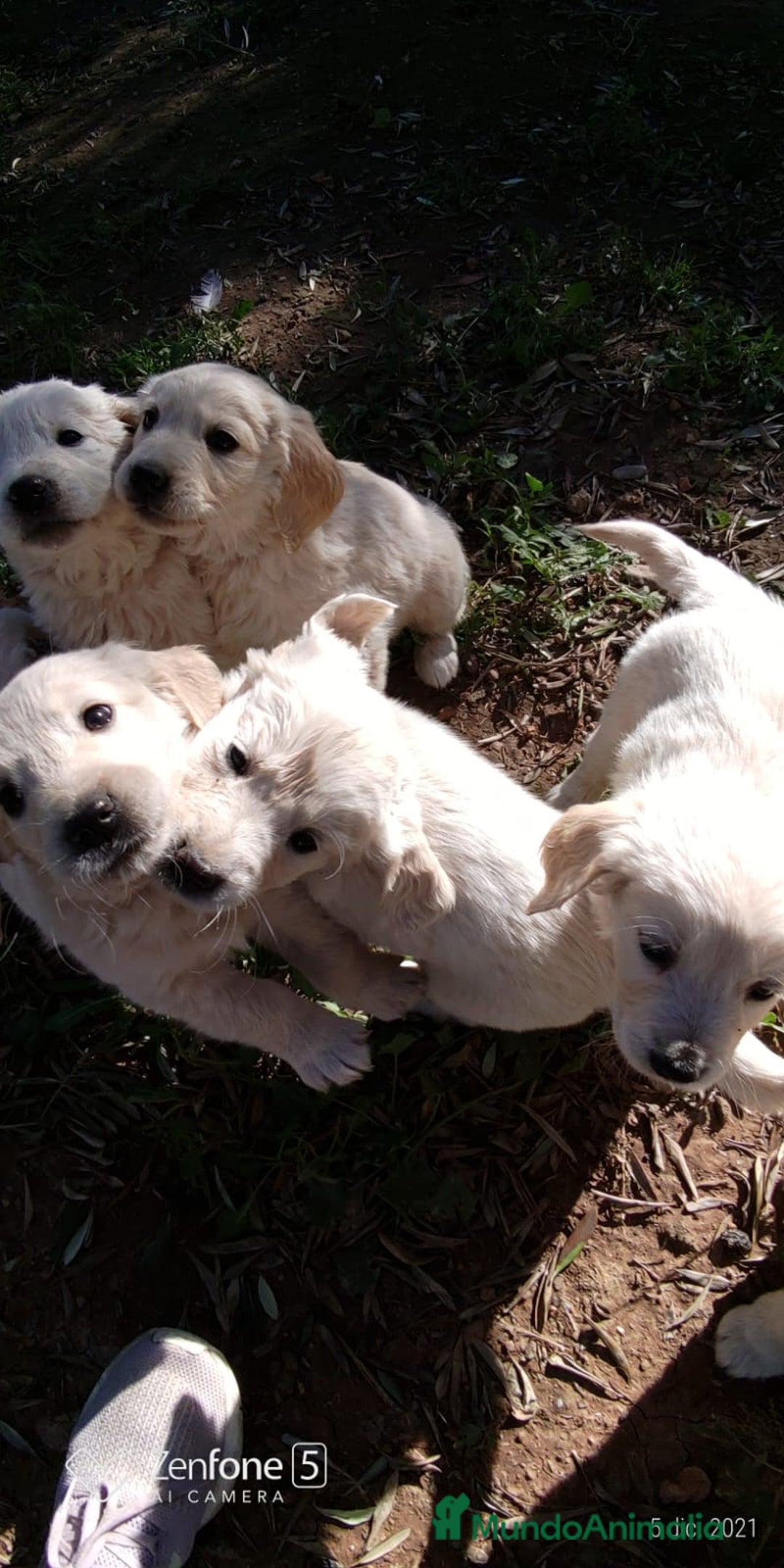 Golden Retriever perros en venta:  GOLDEN RETRIEVER ( 621123874 ) - Anuncio 2