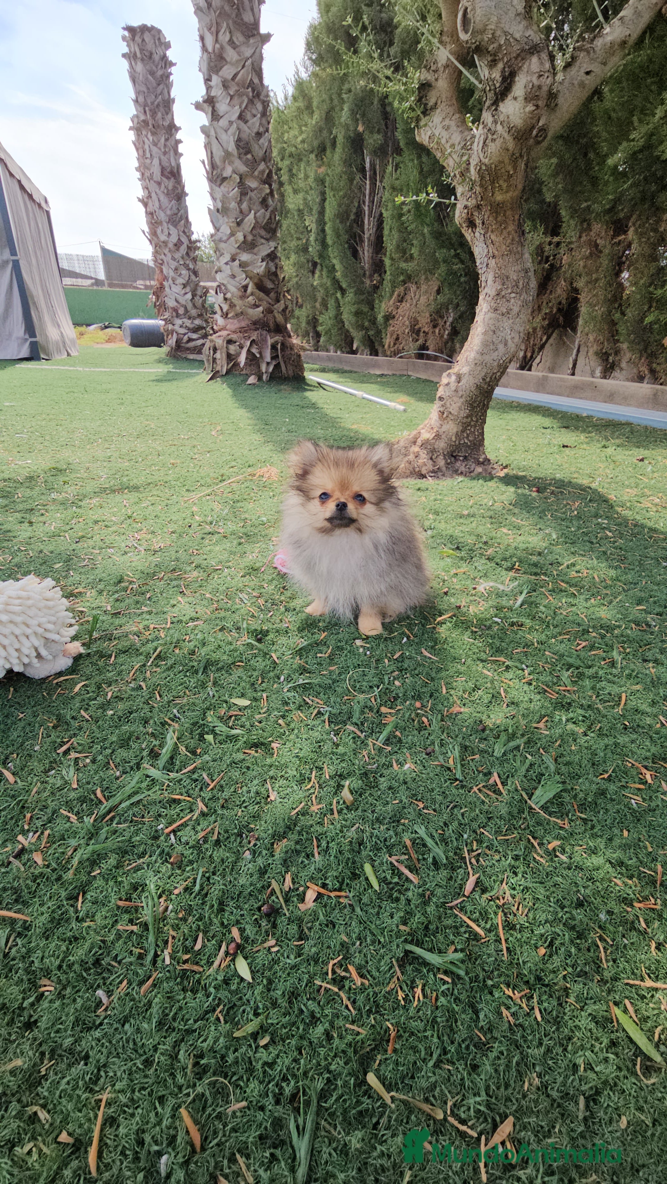 Pomerania perros Lulu de pomerania miniatura  - Anuncio 17