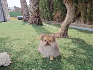 Pomerania perros - Anuncio 16