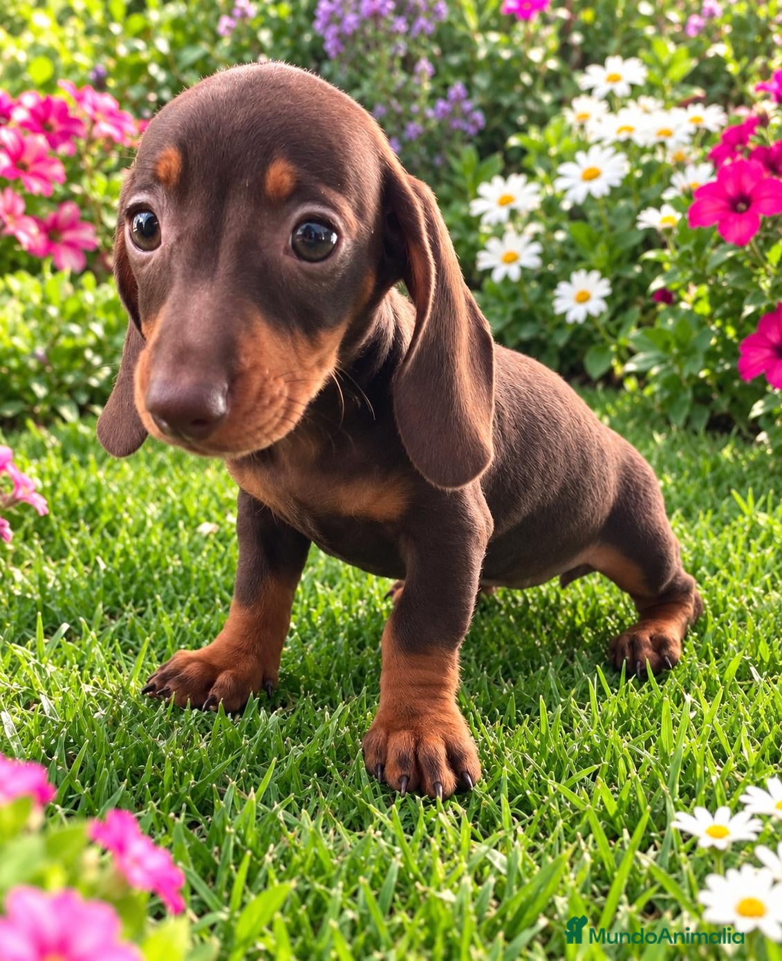 Teckel Miniatura perros Takel miniaturas - Anuncio 1