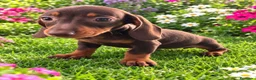 Teckel Miniatura perros en venta: Takel miniaturas - Anuncio 1