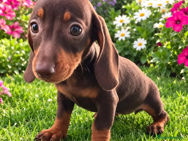 Teckel Miniatura perros Takel miniaturas - Anuncio 5