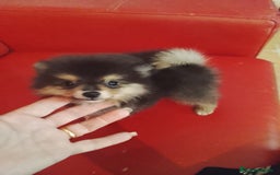 Pomerania perros en venta: Pomerania  - Imagen 3