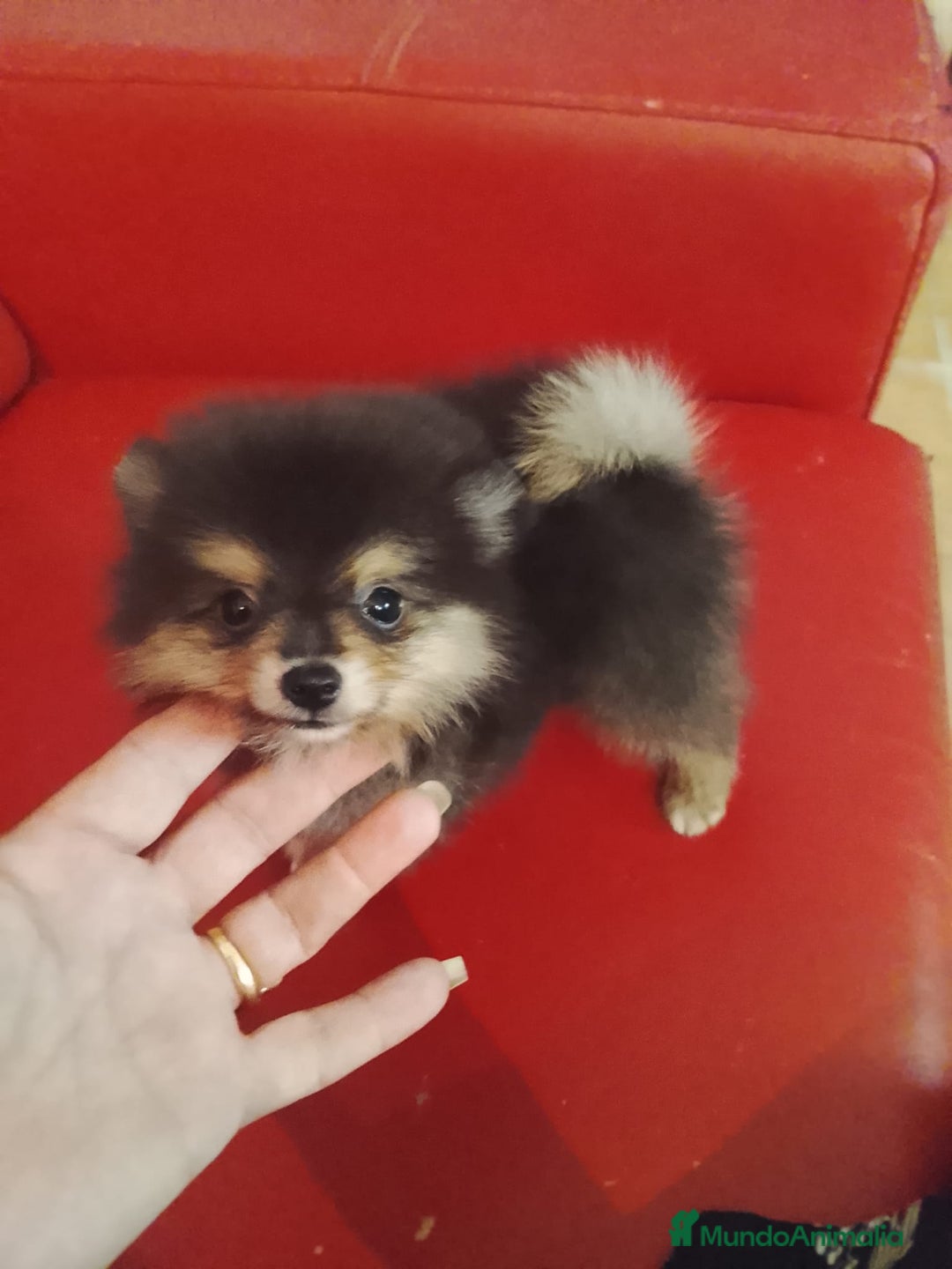 Pomerania perros en venta: Pomerania  - Imagen 3
