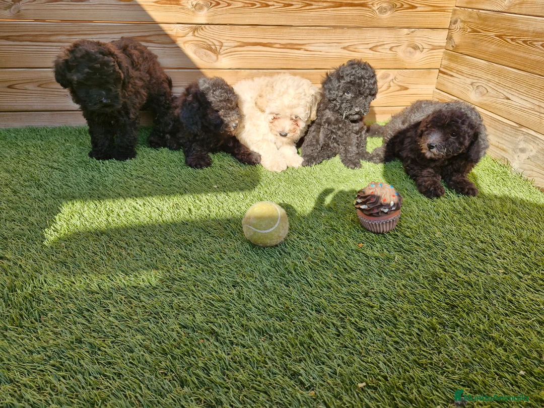 Caniche Toy perros en venta: CANICHES  en Barcelona - Anuncio 2