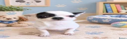 Chihuahua perros en venta: Chihuahua  - Anuncio 1
