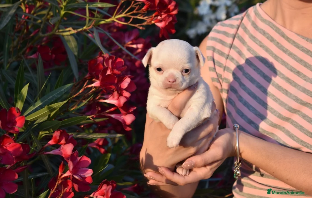Chihuahua perros en venta: CHIHUAHUA  en Madrid - Anuncio 2
