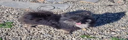 Pomerania perros en venta: Macho pomerania de un año y pico  en Córdoba - Anuncio 1