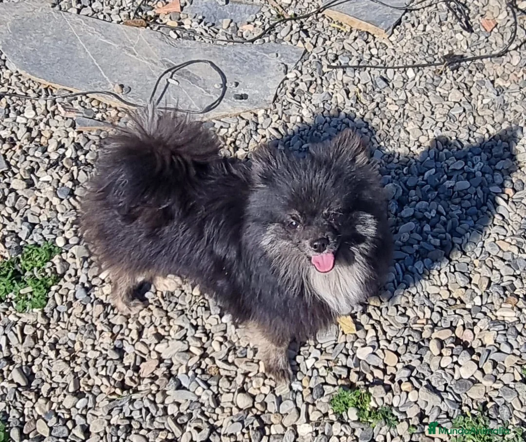 Pomerania perros en venta: Macho pomerania de un año y pico  en Córdoba - Anuncio 1
