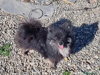 Pomerania perros Macho pomerania de un año y pico - Anuncio 1