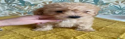 Caniche Toy perros en venta: Ultimo de la camada 🧡 en Madrid - Anuncio 3