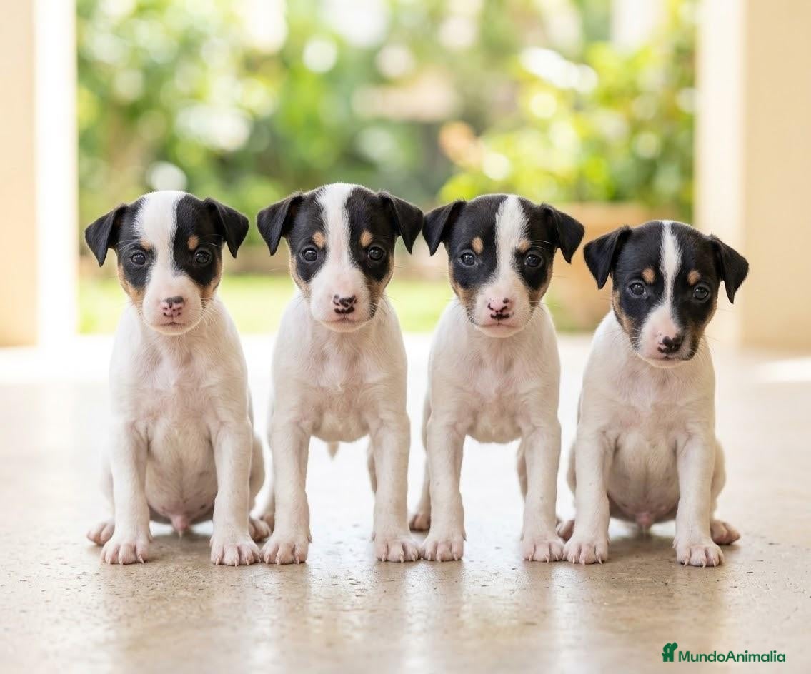 Ratonero Bodeguero Andaluz perros en venta: Disponible Bodeguero Andaluz de calidad  - Anuncio 1
