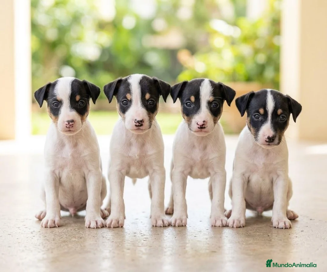Ratonero Bodeguero Andaluz perros en venta: Disponible Bodeguero Andaluz de calidad  - Anuncio 1