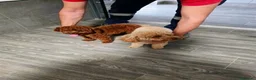 Caniche Toy perros para monta: SE OFRECE CANICHE TOY ASIATICO PARA MONTA  - Anuncio 3