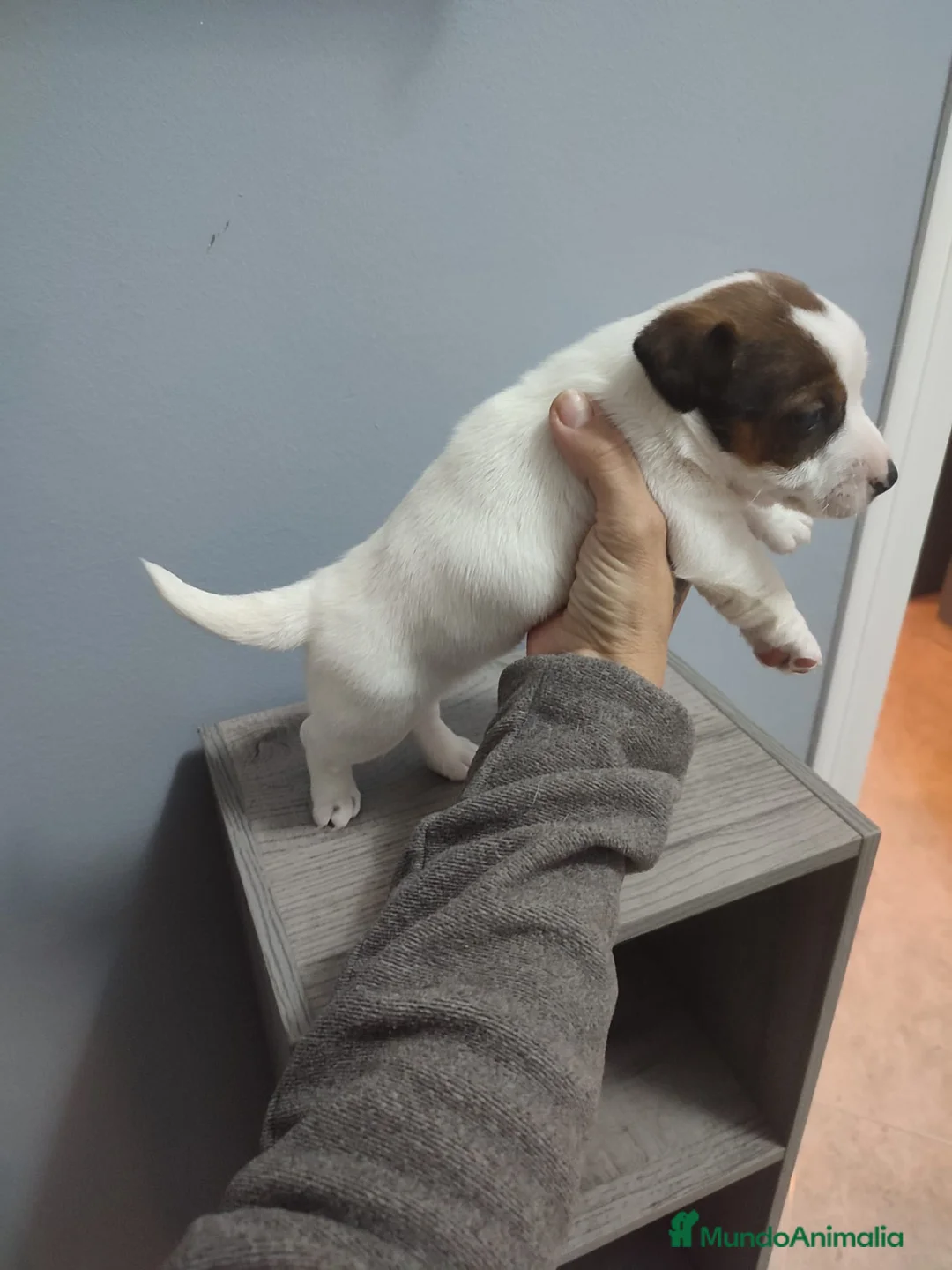 Jack Russell Terrier perros en venta: Jack Russell  - Anuncio 2