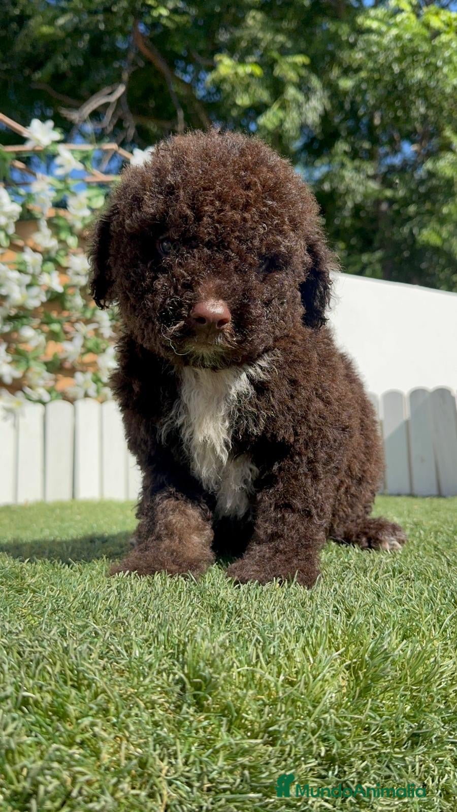 Perro de Agua Español perros en venta: PERRO DE AGUA ESPAÑOL - Anuncio 7