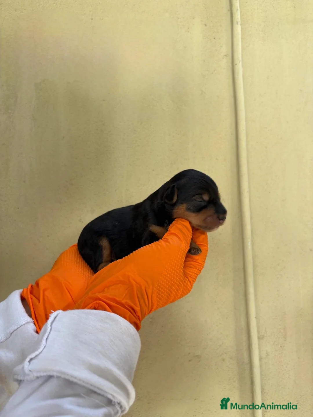 Yorkshire Terrier perros en venta: Yorkshire toy  - Anuncio 3