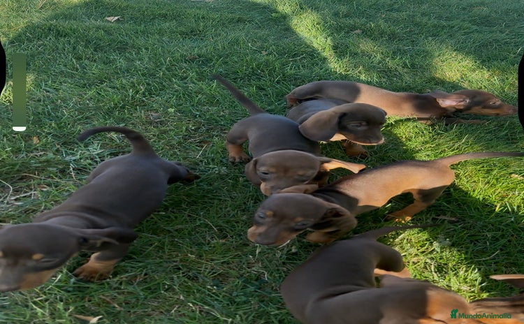 Teckel Miniatura perros - Anuncio 5