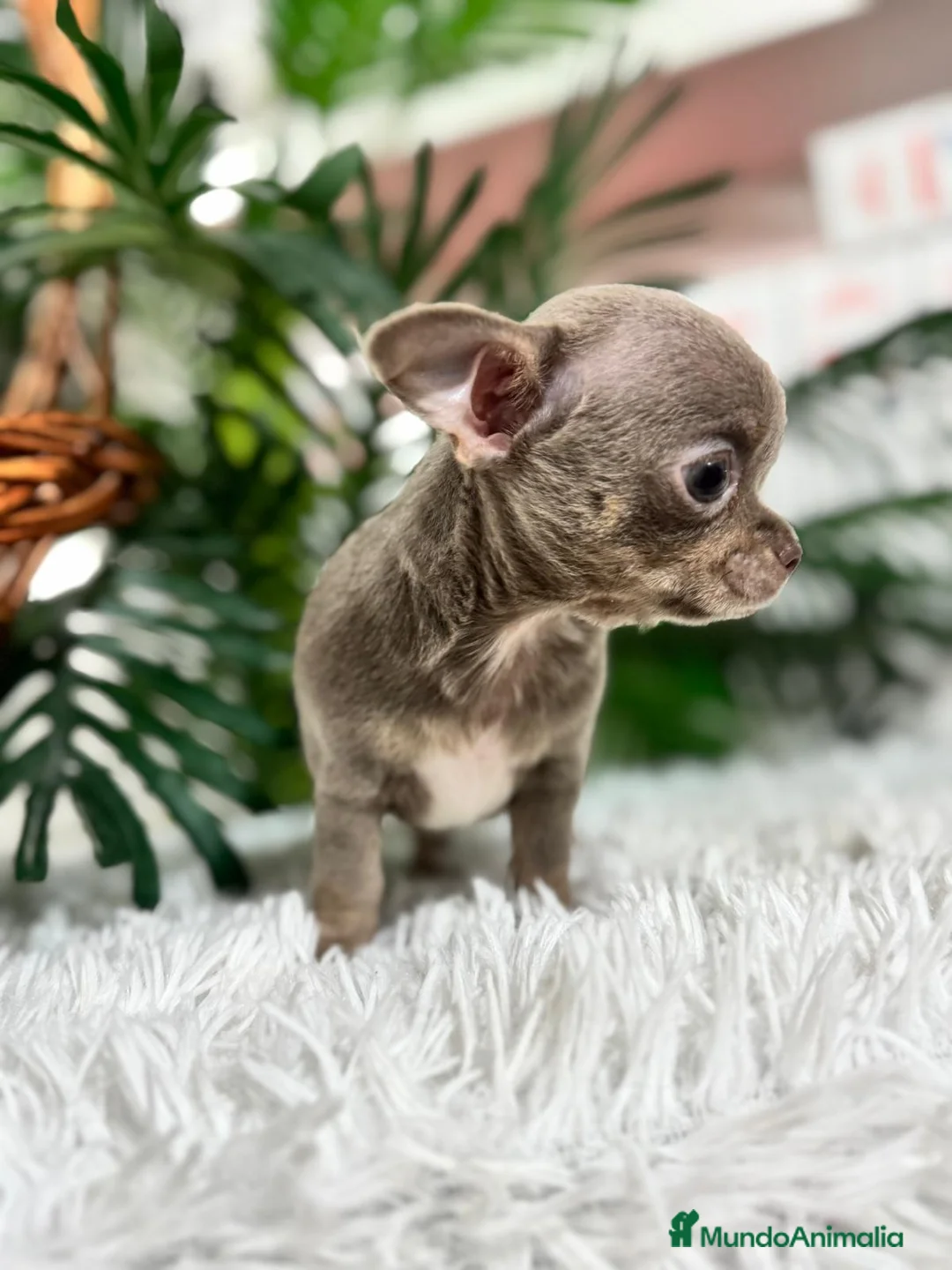 Chihuahua perros en venta: CHIHUAHUA MACHO - Anuncio 10
