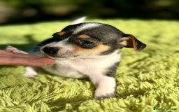 Jack Russell Terrier perros en venta: Jack russell machos - Imagen 1