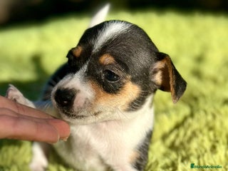 Jack Russell Terrier perros - Anuncio 1