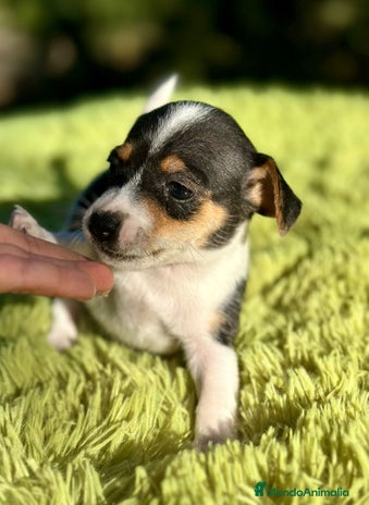 Jack Russell Terrier perros - Anuncio 1